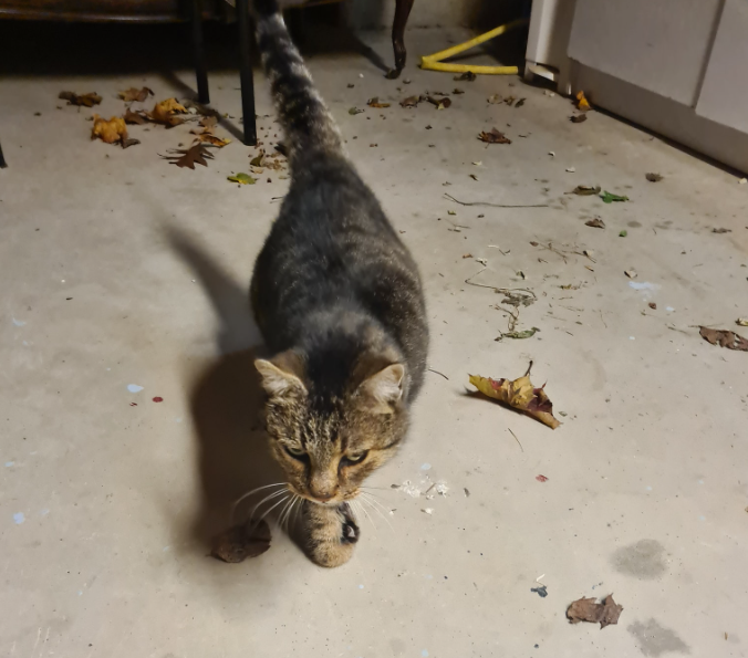 Capture d'écran 2025 10 28 172631