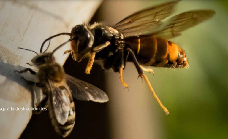 Capture d'écran 2026 03 16